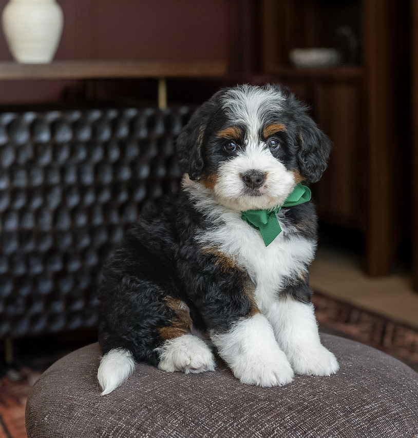 $4,500 Green Male 