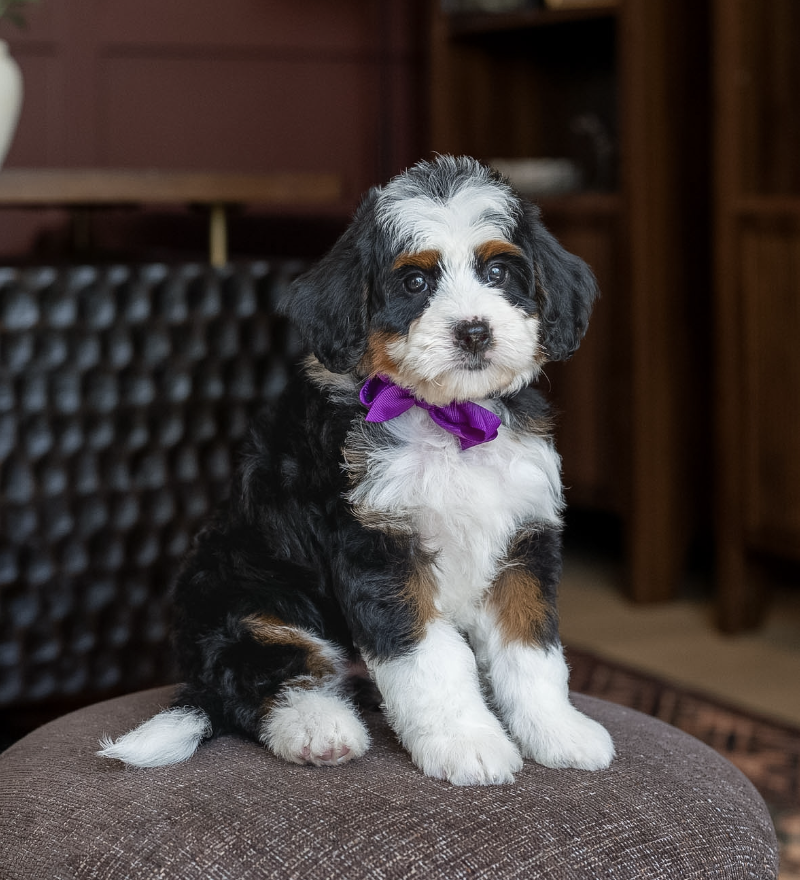 $4,950 Purple Female 
