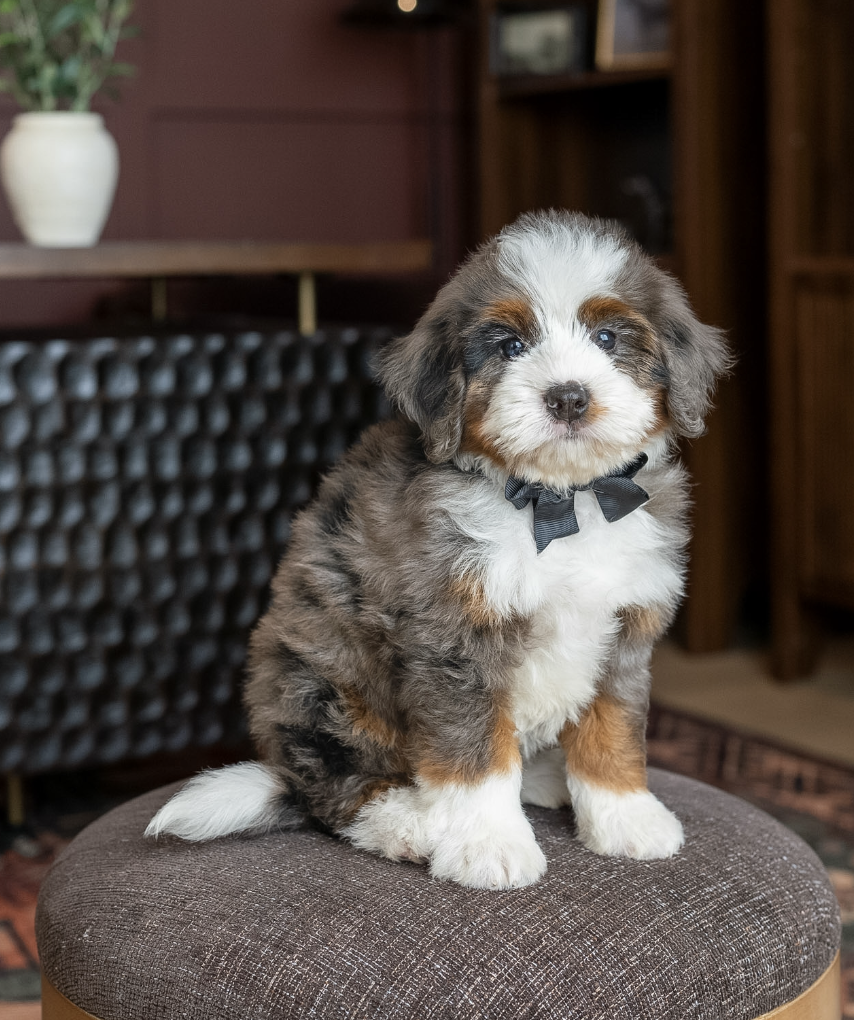 $8,500 Black Male 