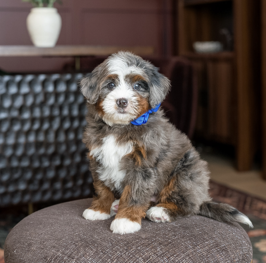 $8,000 Blue Male 