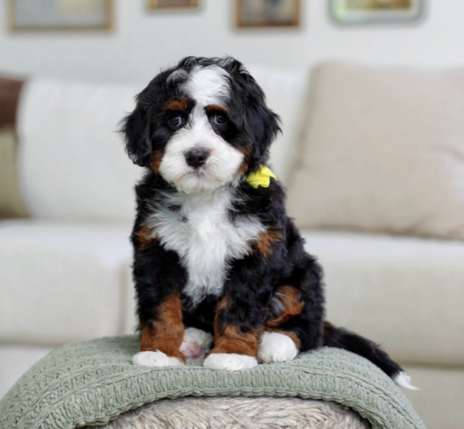 (SOLD) $25,000 Yellow female - Mini Multigen Bernedoodle