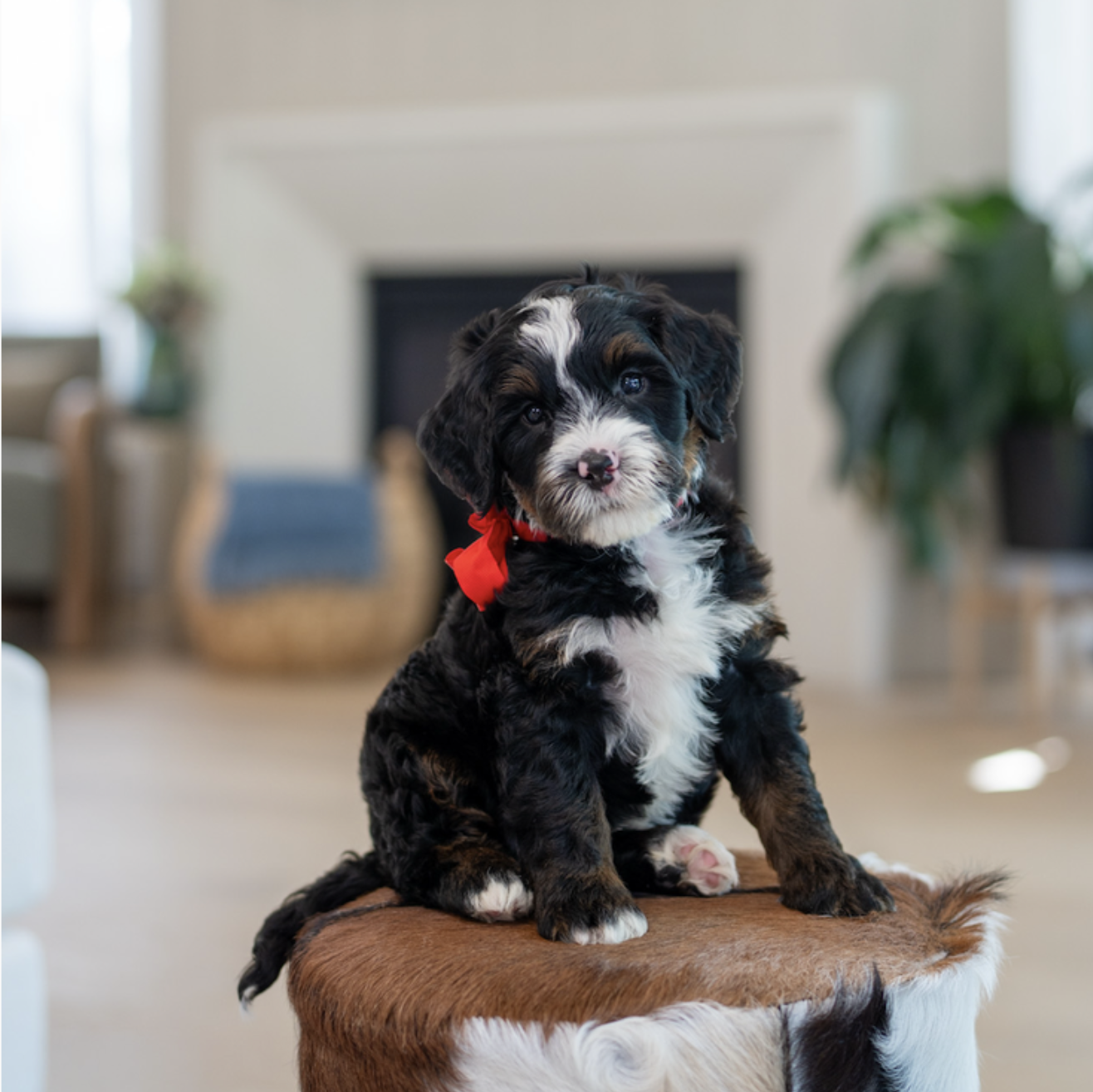 $2,750 Red Male