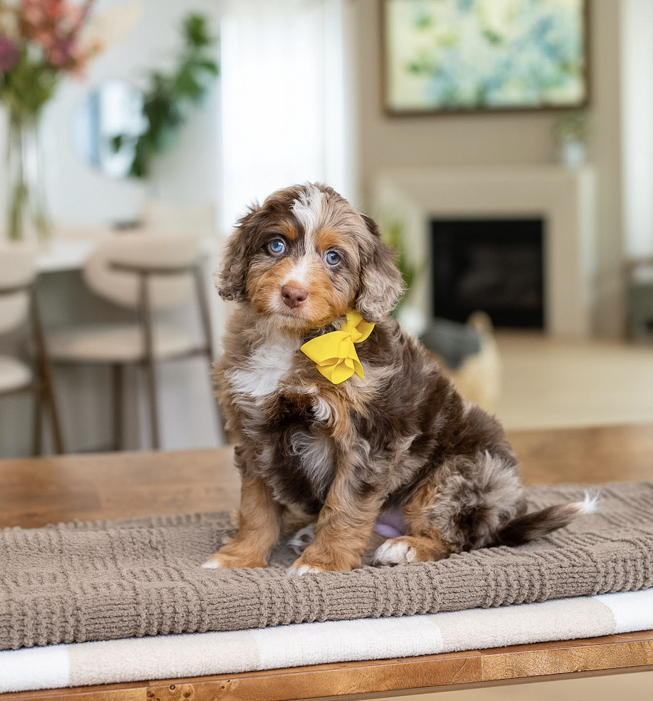 $5,750 Yellow Female 