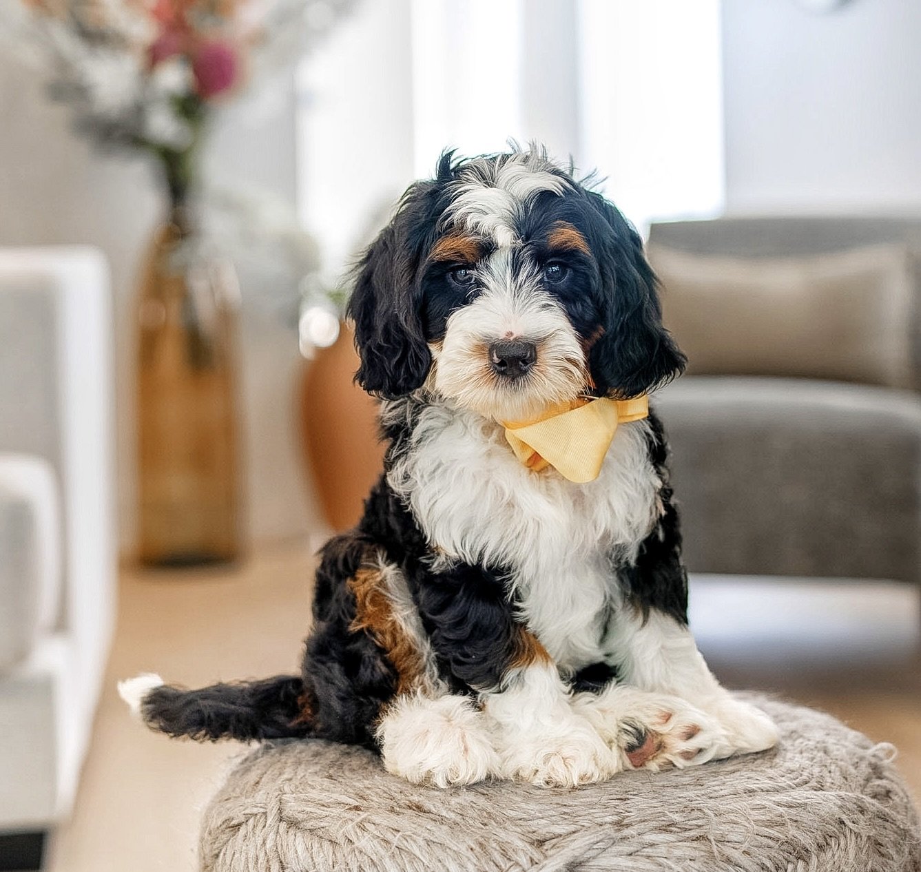 $3,500 Yellow Male