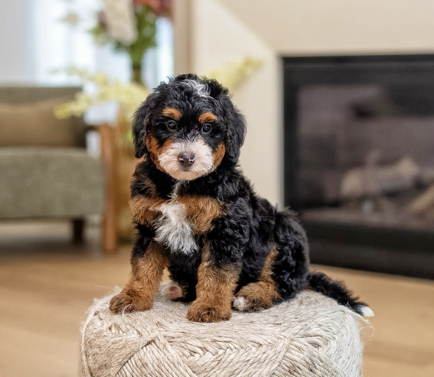 $3,000 Pink Female 