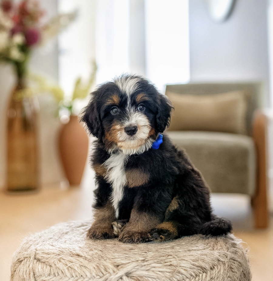 $3,250 Blue Male 