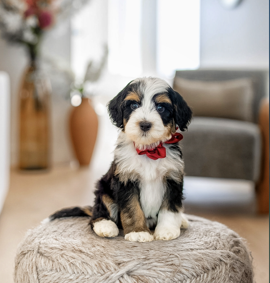 $3,500 Red Male 
