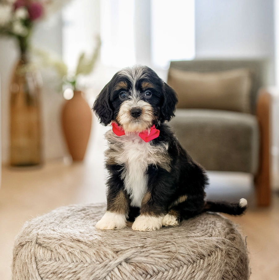 $3,500 Pink Female 