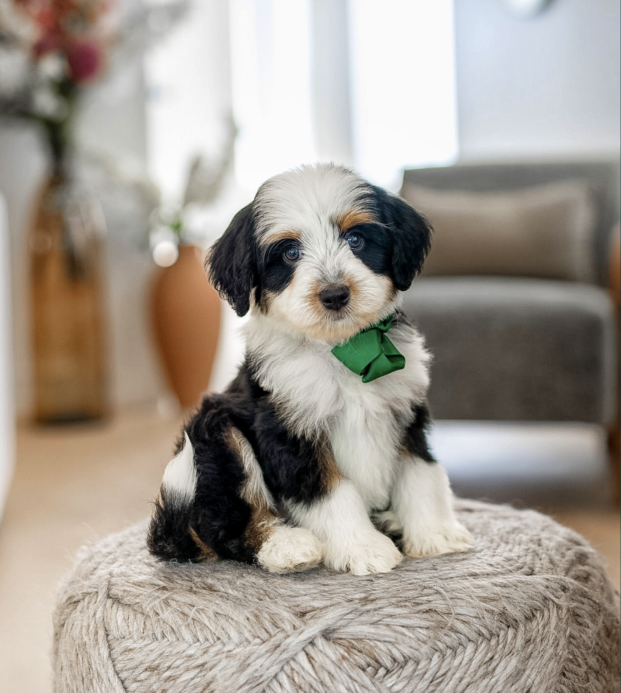 $3,950 Green Male 