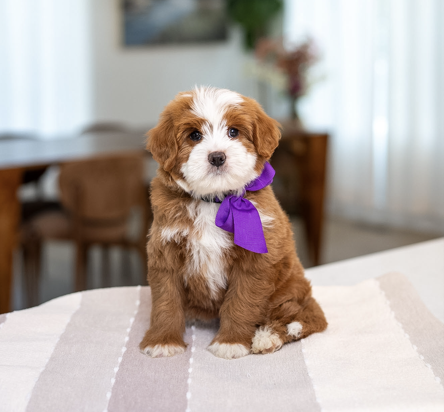 $20,000 Purple female - Mini Munchkin Bernedoodle