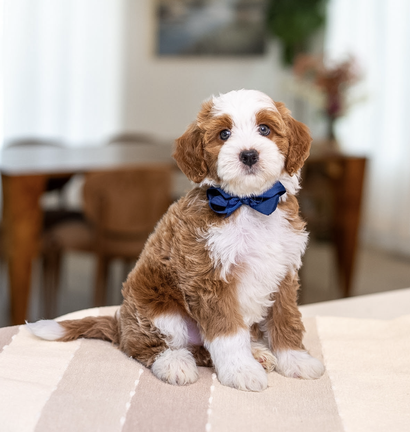 $5,250 Blue Male 