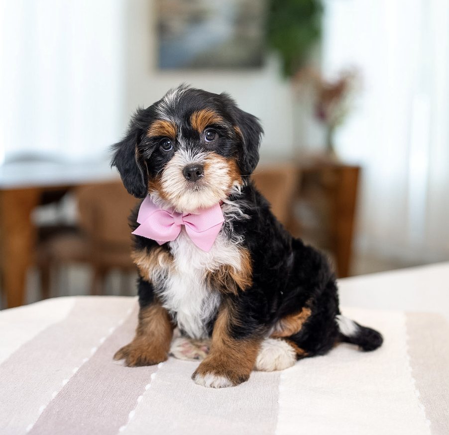 $4,500 Pink Female 