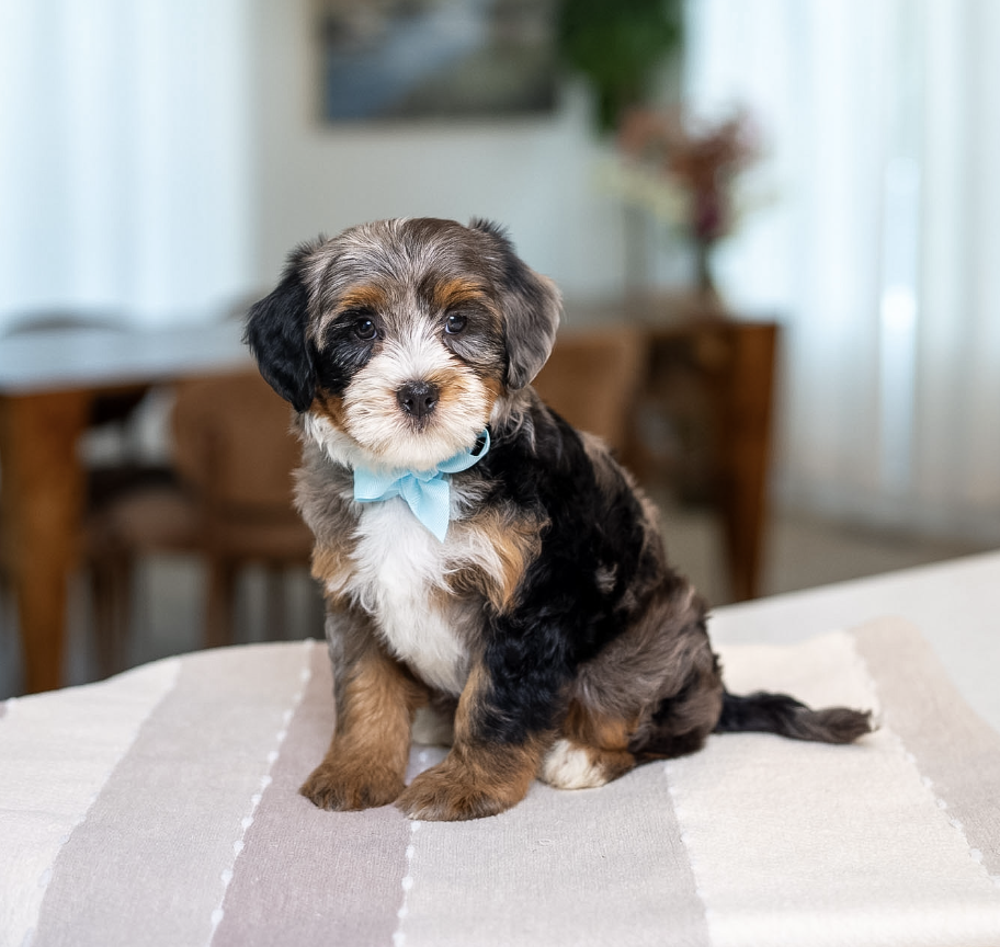 $5,250 Blue Male 