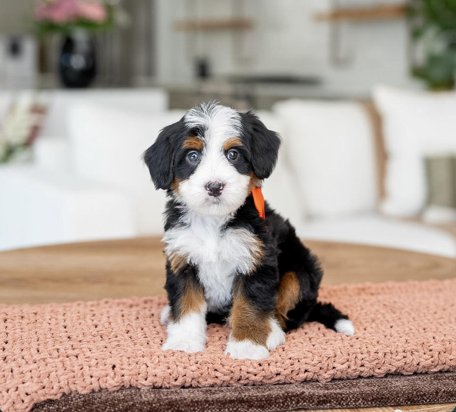 $5,500 Orange Female 