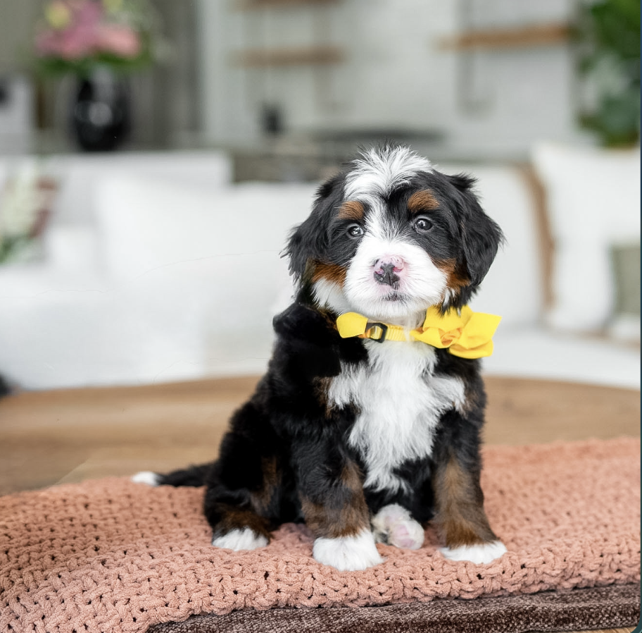 $4,500 Yellow Male 