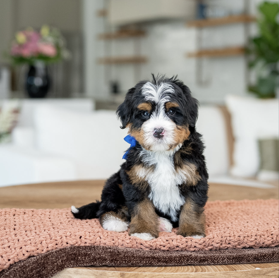 $3,950 Blue Male 