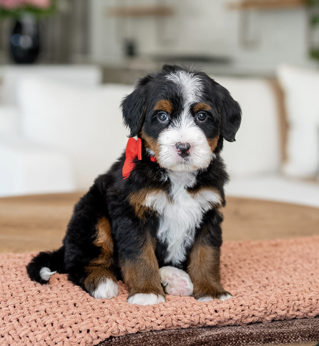 $5,500 Red Female