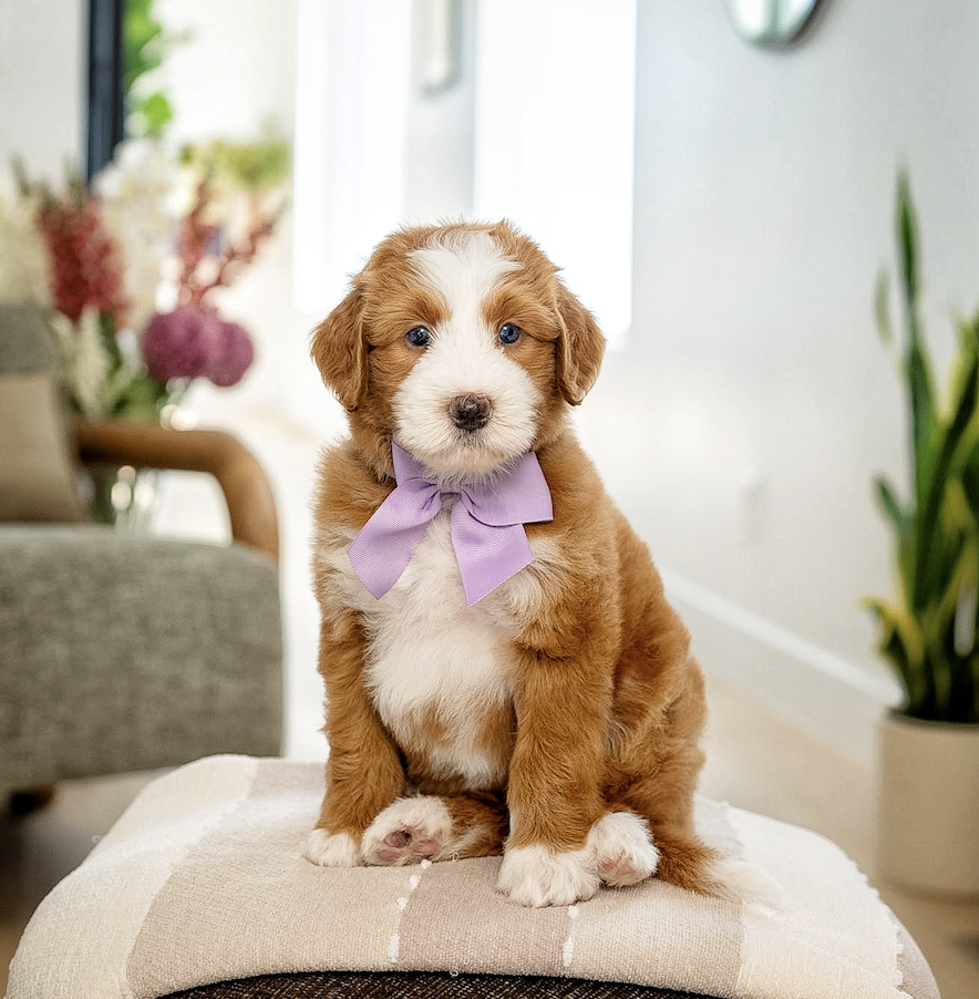 $6,500 Purple Female