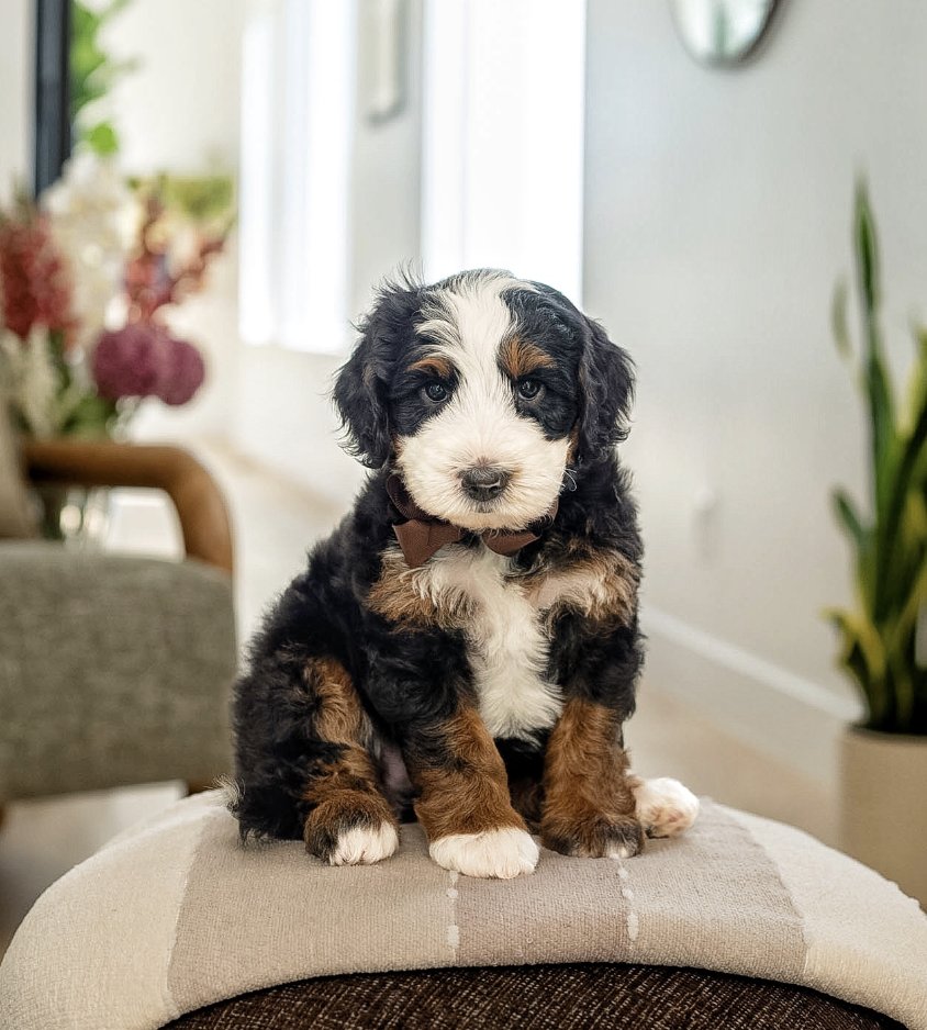 $6,500 Brown Male 