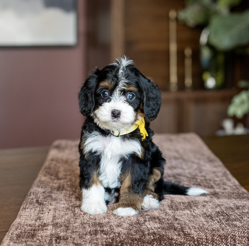 $25,000 Yellow Female - Micro Munchkin Bernedoodle