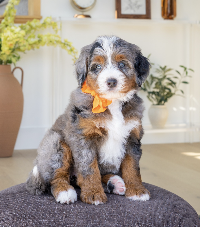 $25,000 Orange Female - Mini Bernedoodle
