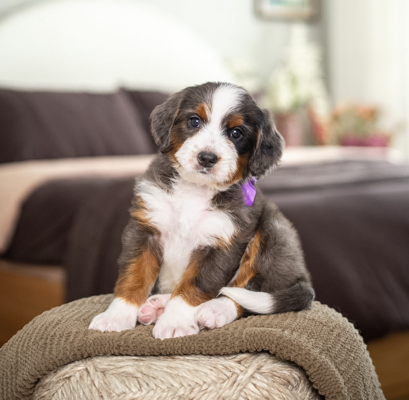$5,950 Purple Female 