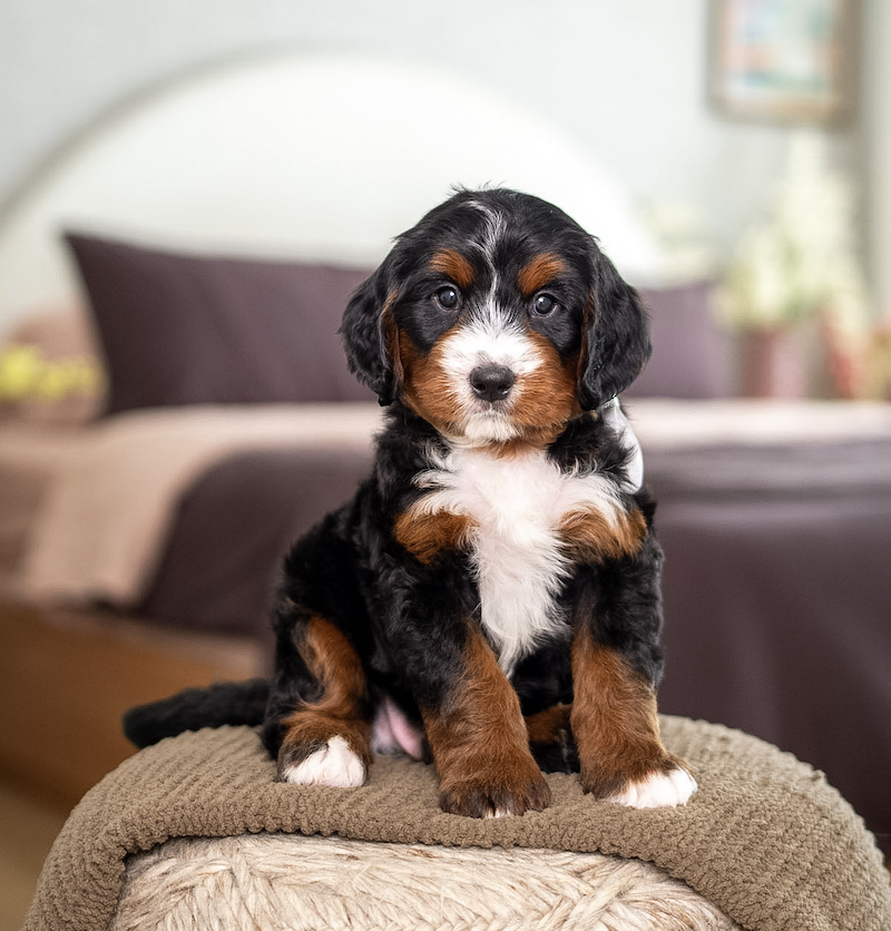 $5,950 Cream Male