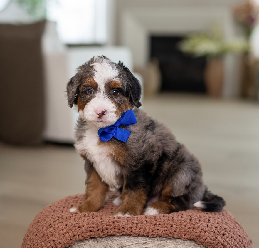 $8,500 Blue Male 