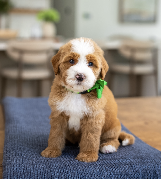 $4,500 Green Male