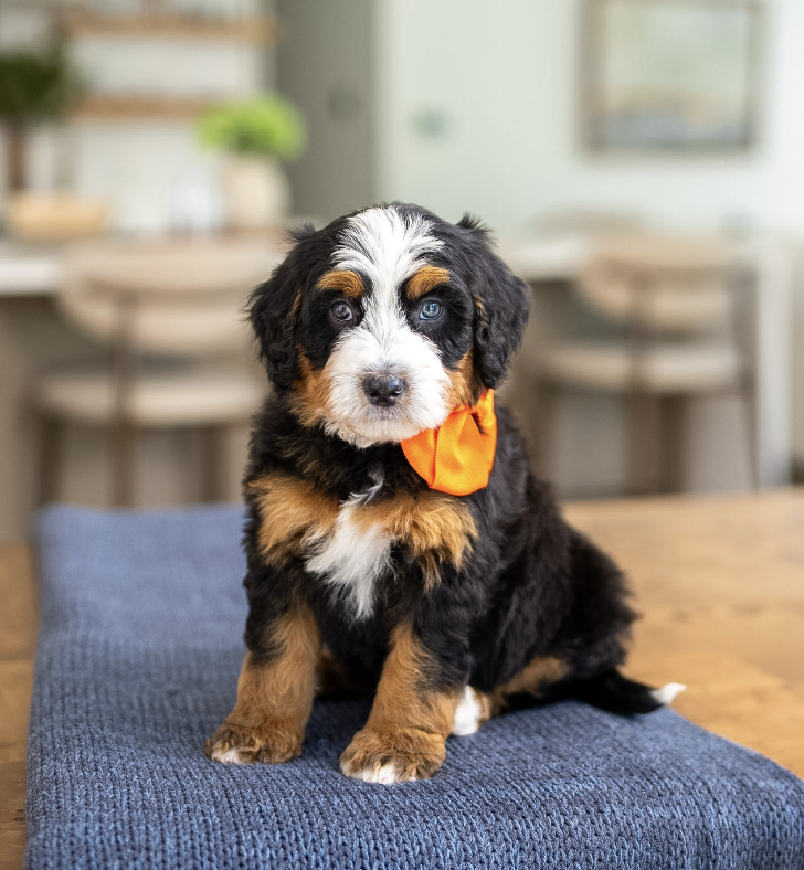 $5,500 Orange Male 