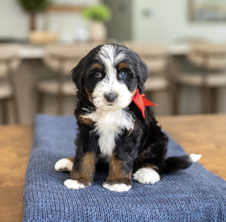 $5,500 Red Male