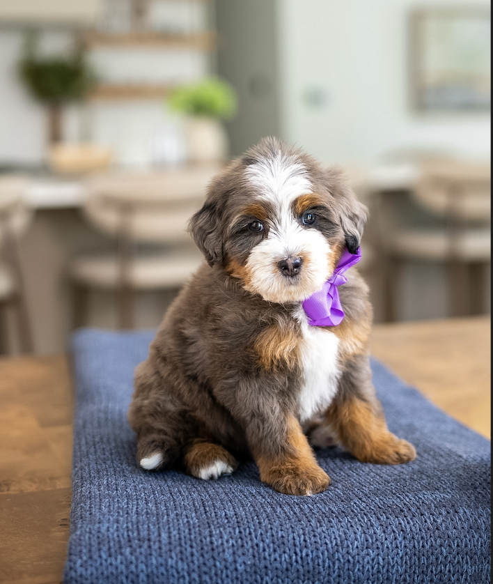 $7,500 Purple Female