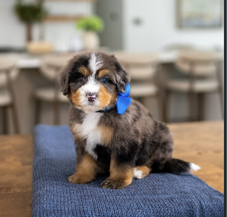 $5,000 Dark Blue Male