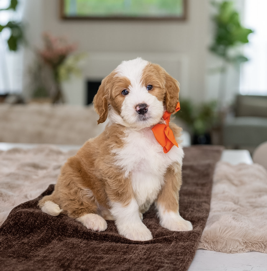 $4,250 Orange Male