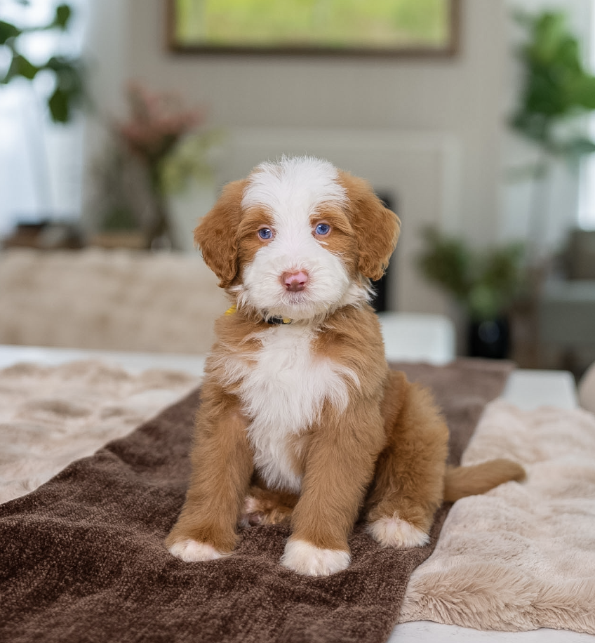 $6,250 Yellow Male