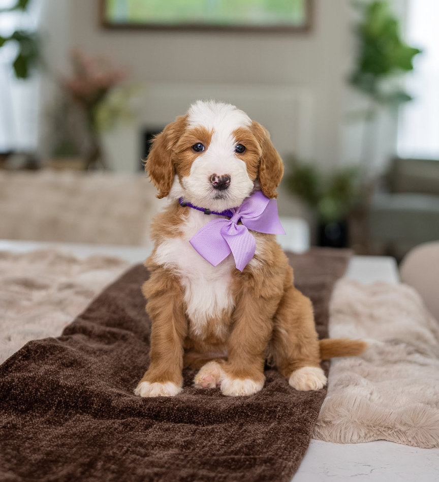 $5,950 Purple Female