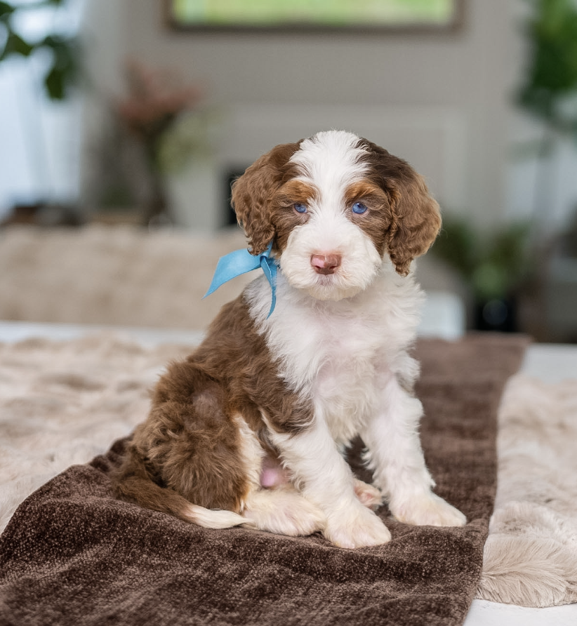 $5,500 Light Blue Male