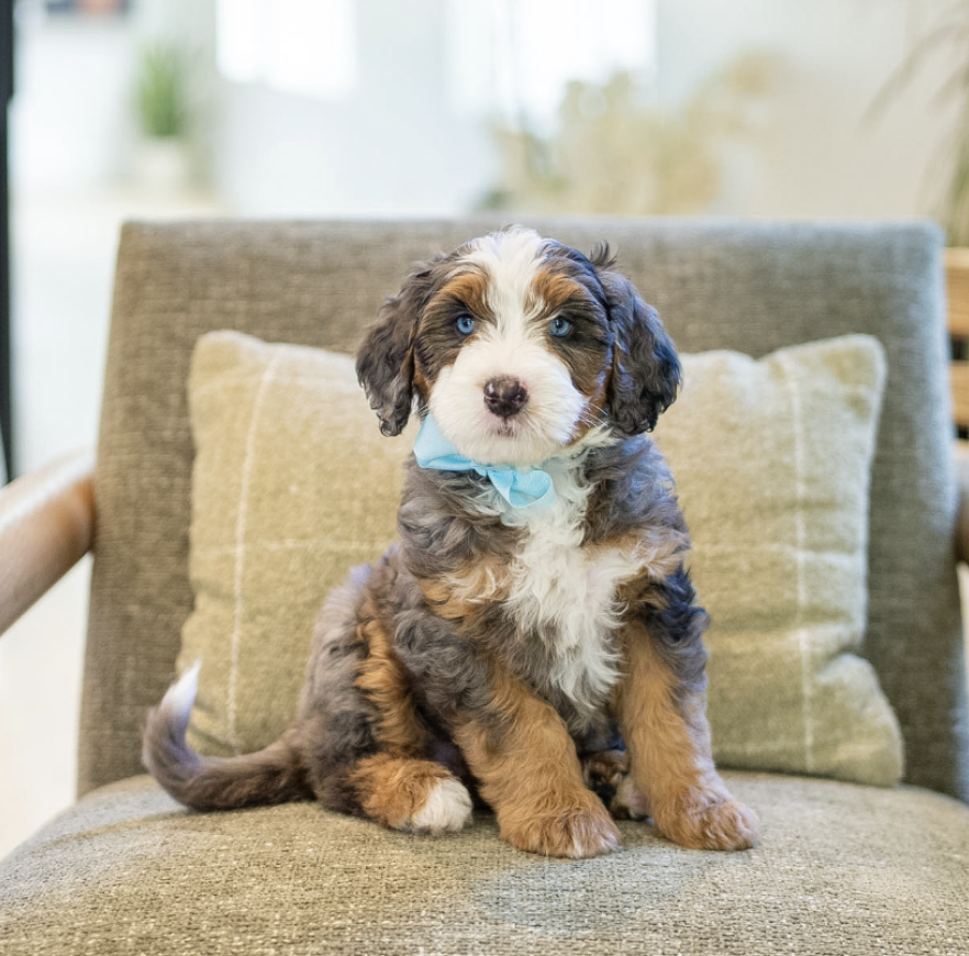 $25,000 Blue Female (Mini/Medium)