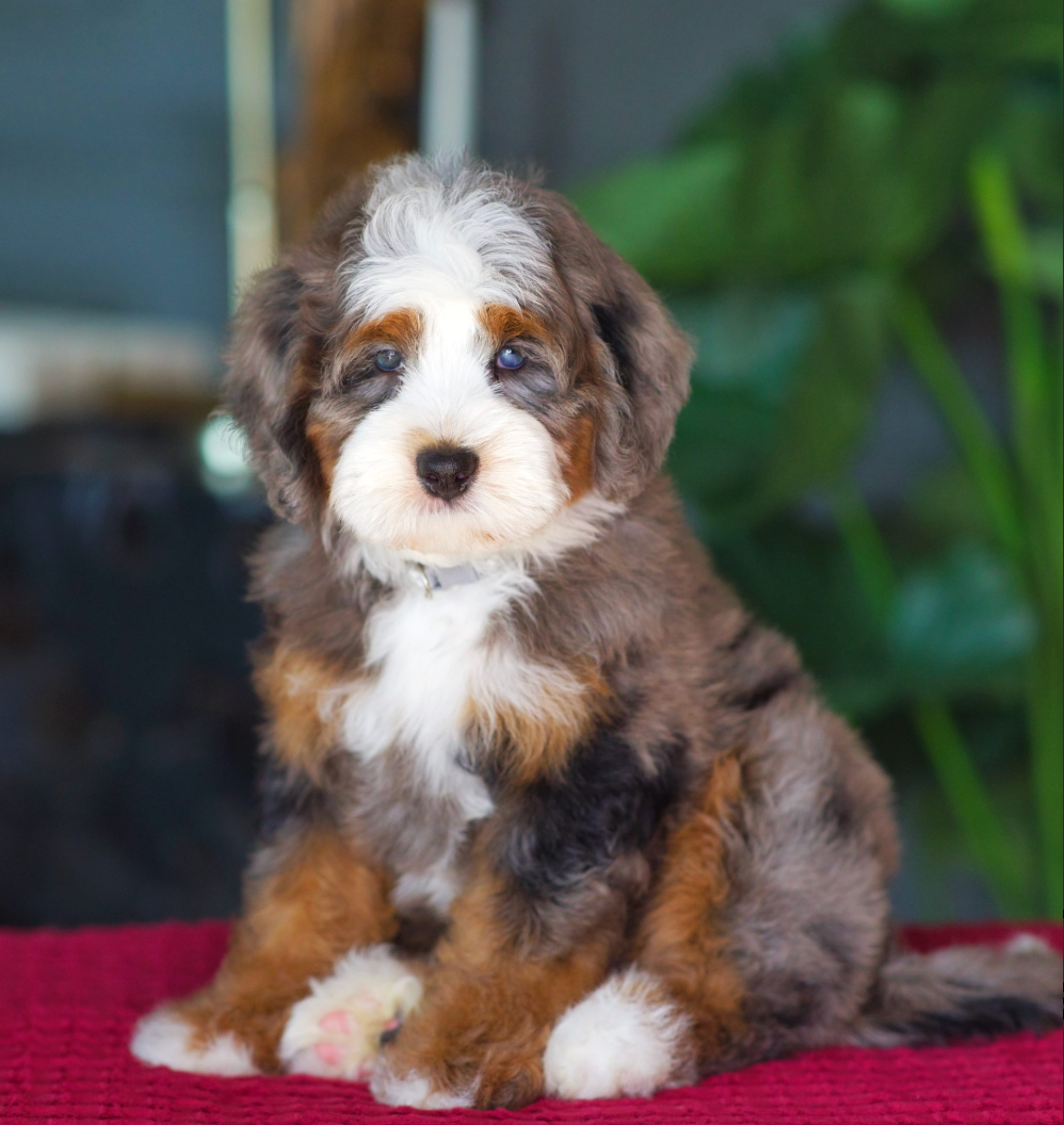 $25,000 Silver Male / Est. 30-50lbs / DOB June 28th
