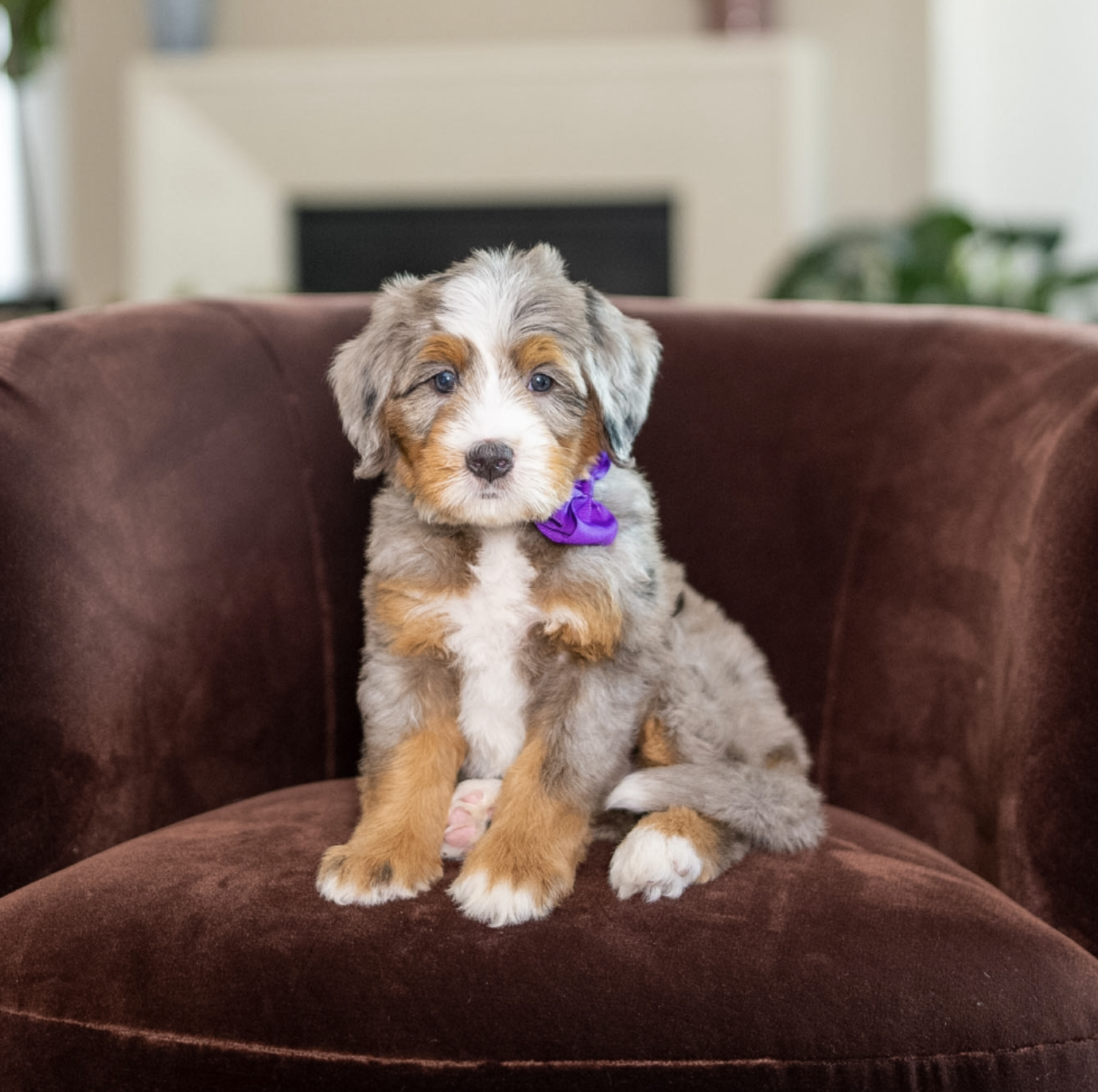 $20,000 Purple Female / Est. 55-65 / DOB June 18th