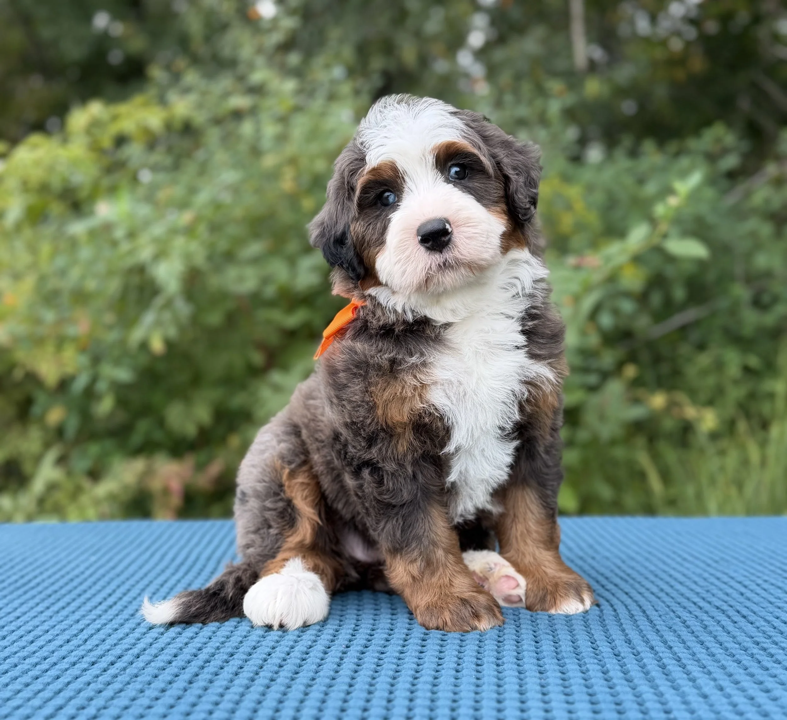$5,500 Orange Female