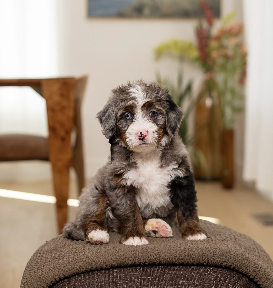 $7,500 Black Female 