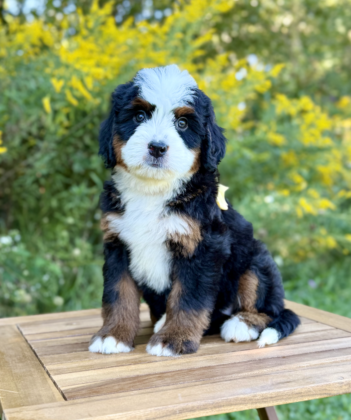 $7,500 Yellow Female