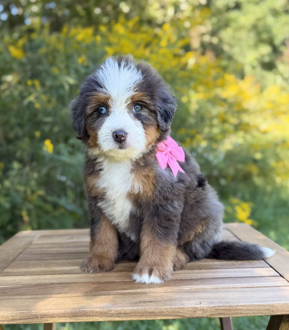 $6,500 Pink Female