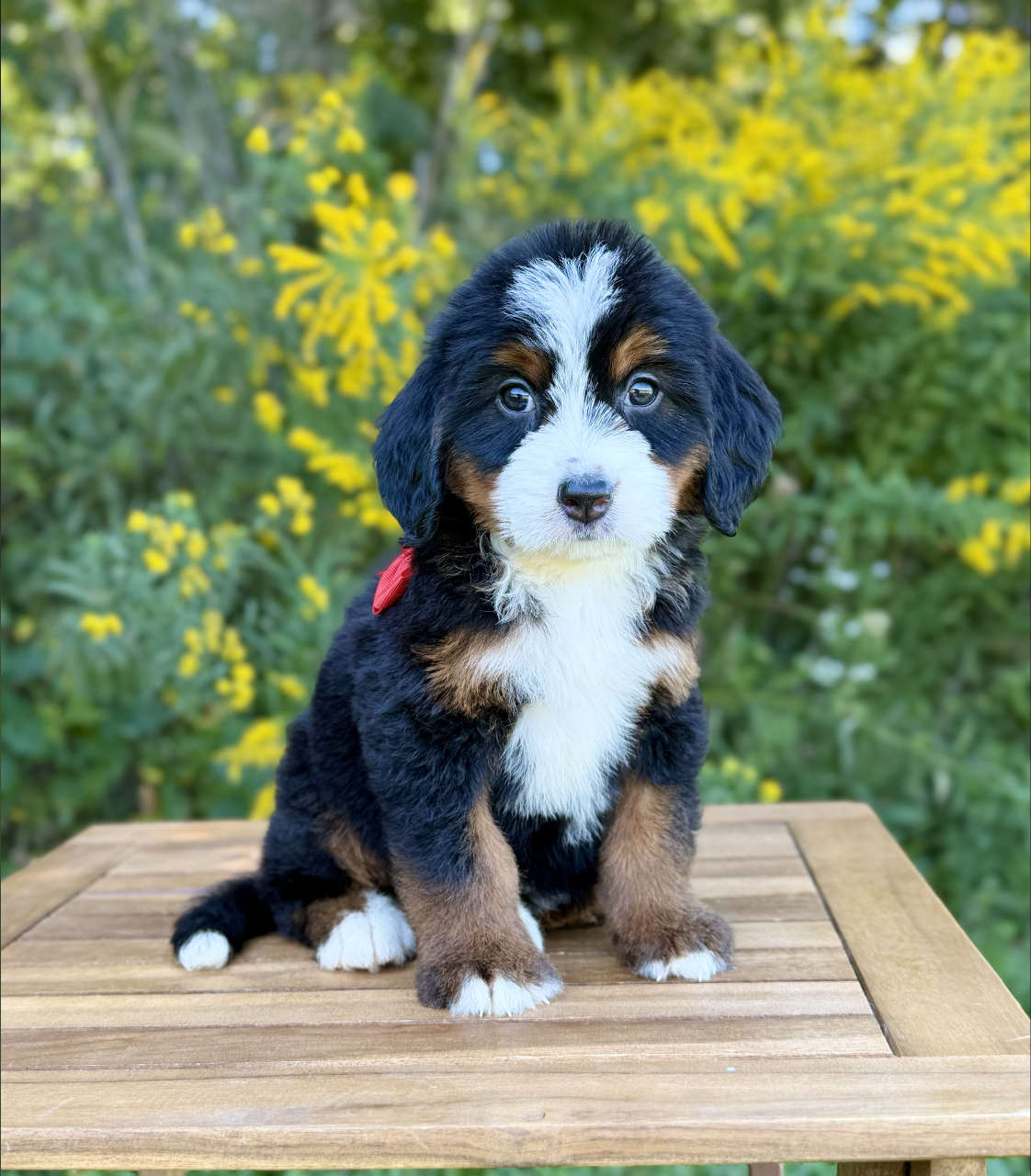 $5,250 Red Female
