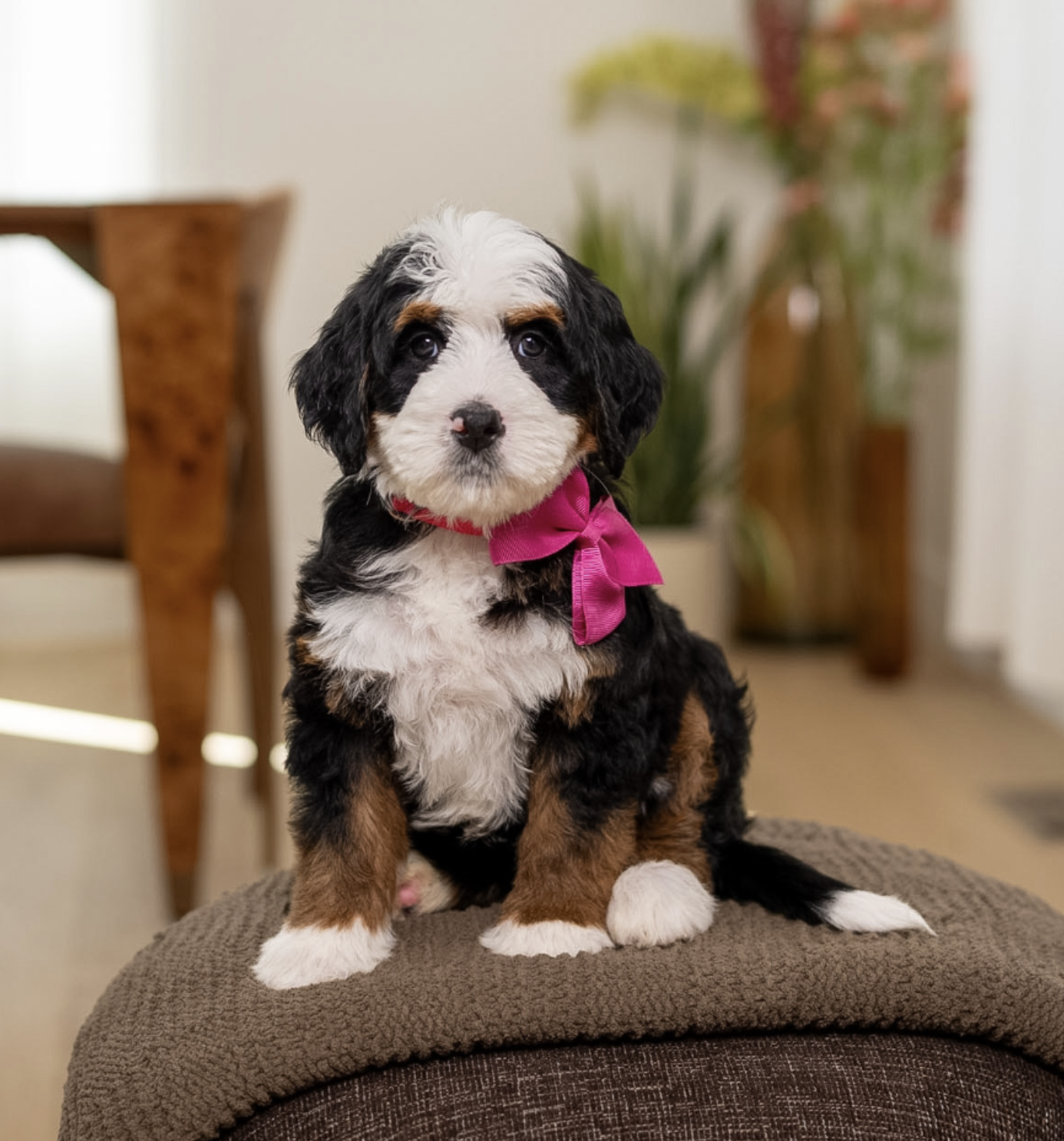 $25,000 Dark Pink Female / Est. 40-60lbs / DOB 07/23/26