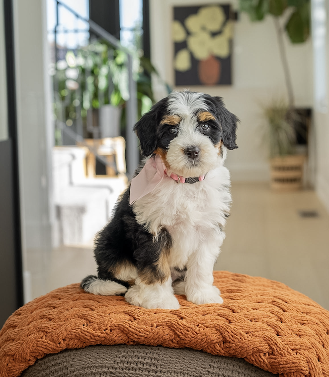 $3,950 Pink Female 