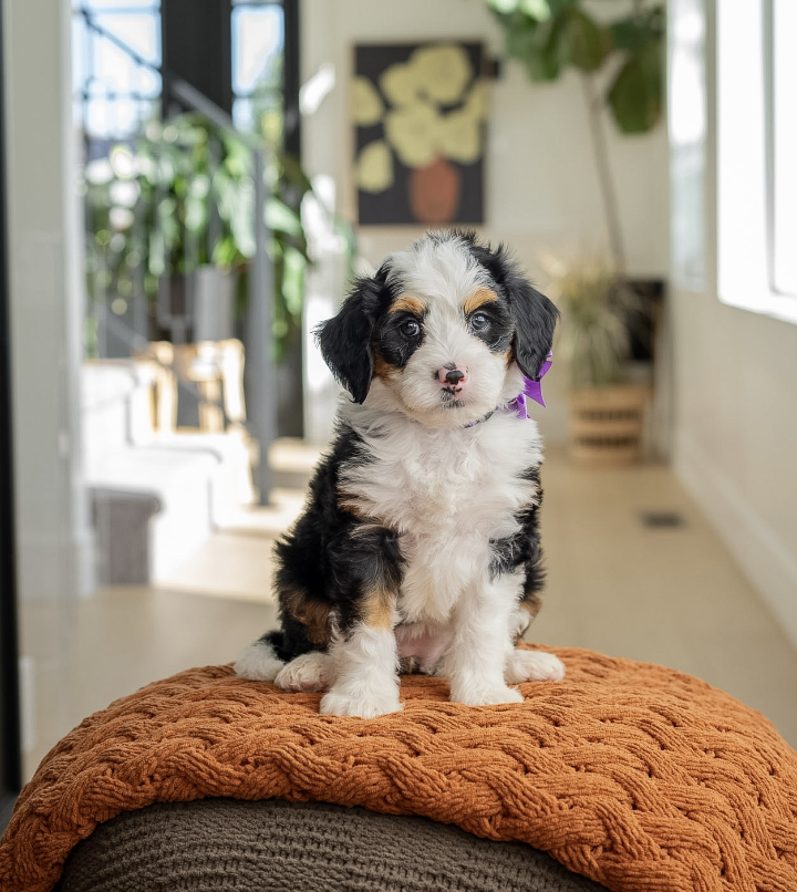 $3,750 Purple Female 