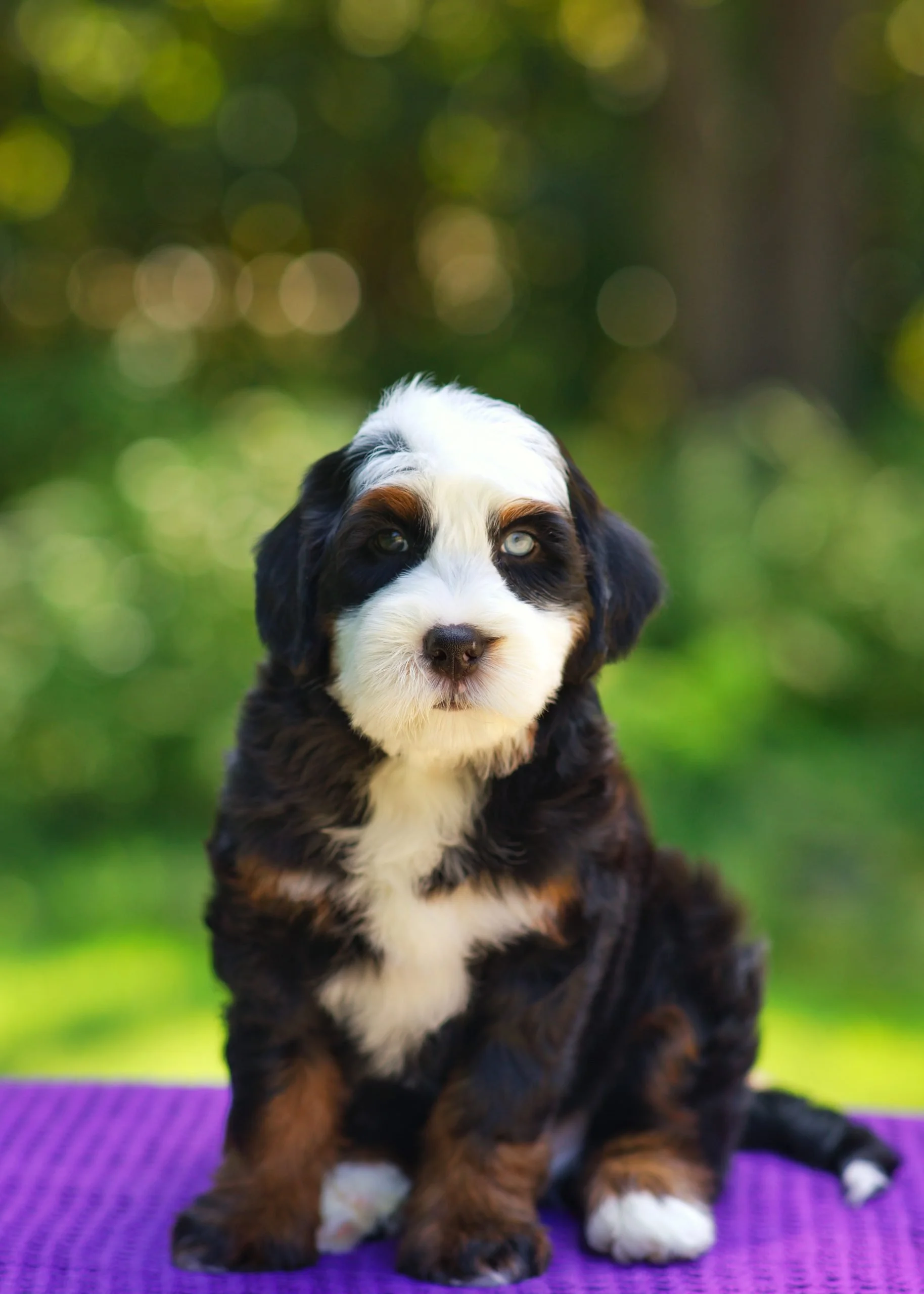 $7,500 Blue Male