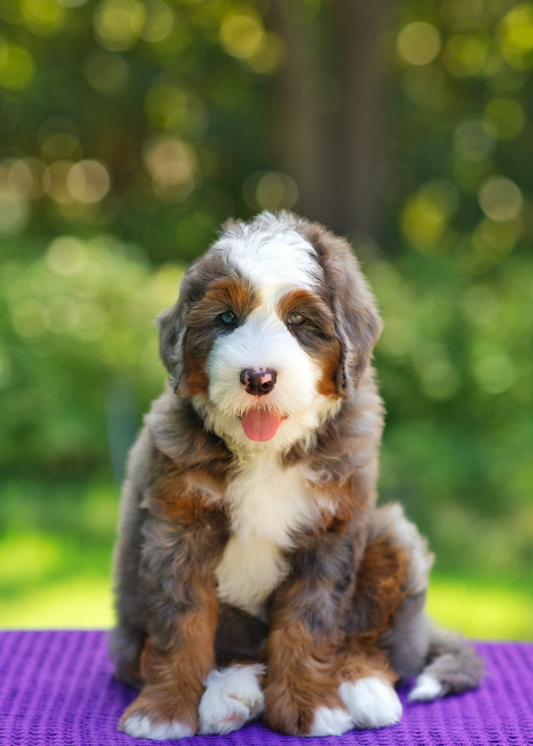 $5,500 Purple Male